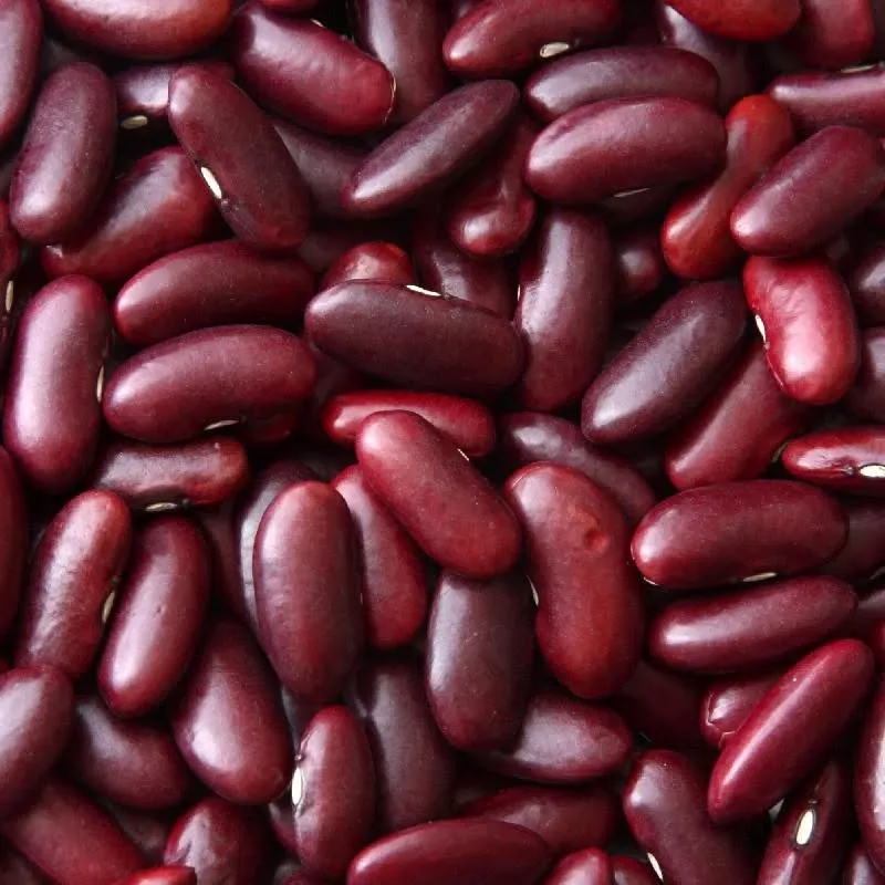 RED LOBYIA.jpg