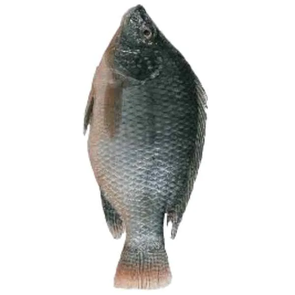 Frozen Black Tilapia – Approx. 900g